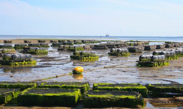 oyster-farm-1404178_1280