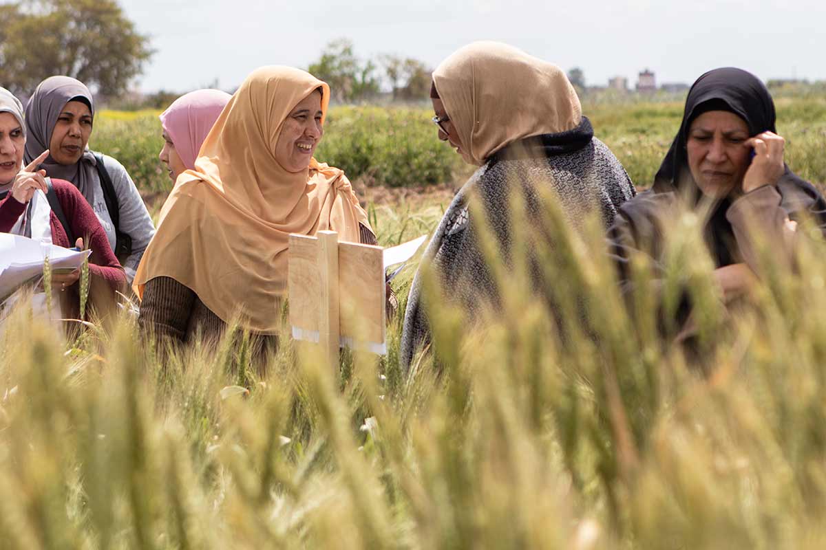 participatory-varietal-selection participatory-varietal-selection