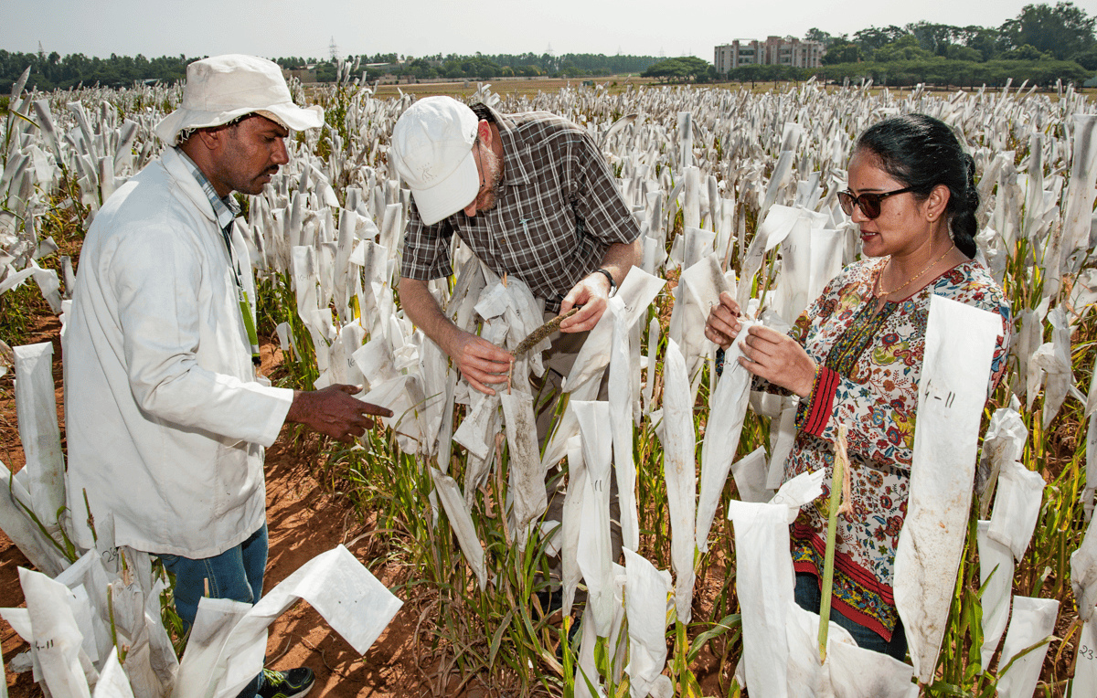 pearl_20millet_20pre-breeding_20-Michael_20Major_20CropTrust