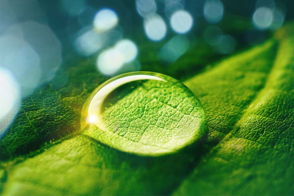 Water droplet on leaf