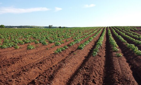 potato-gf5f53e9ec_1280