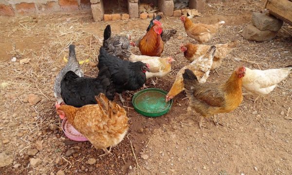 Poultry farming