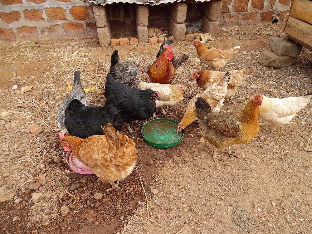 Poultry farming