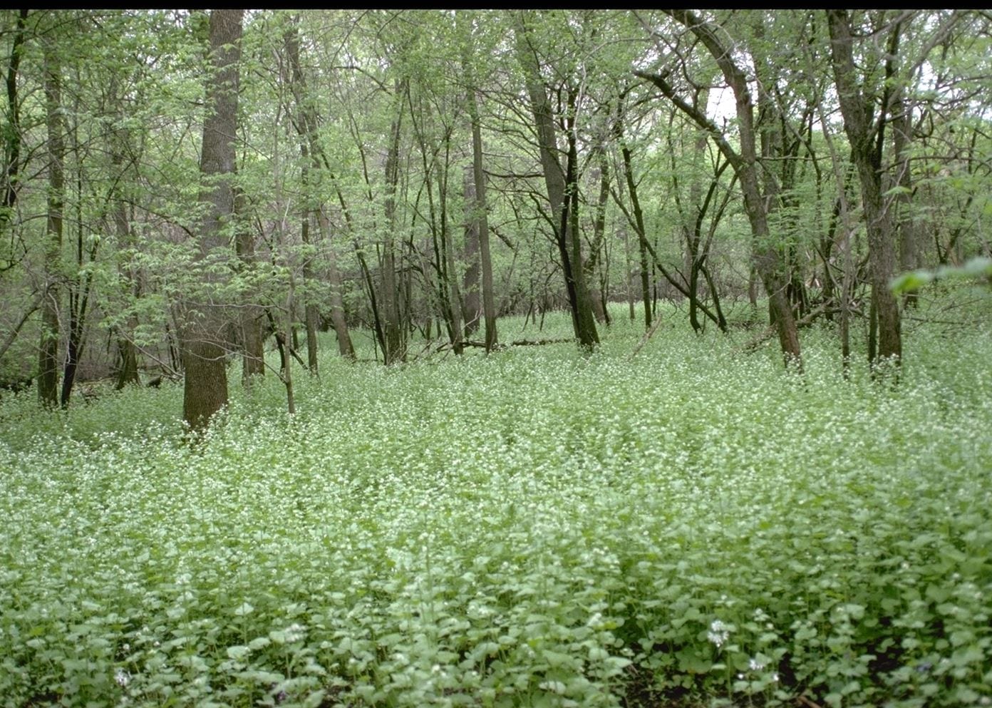 Biological control of garlic mustard