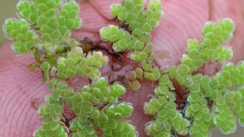 Azolla