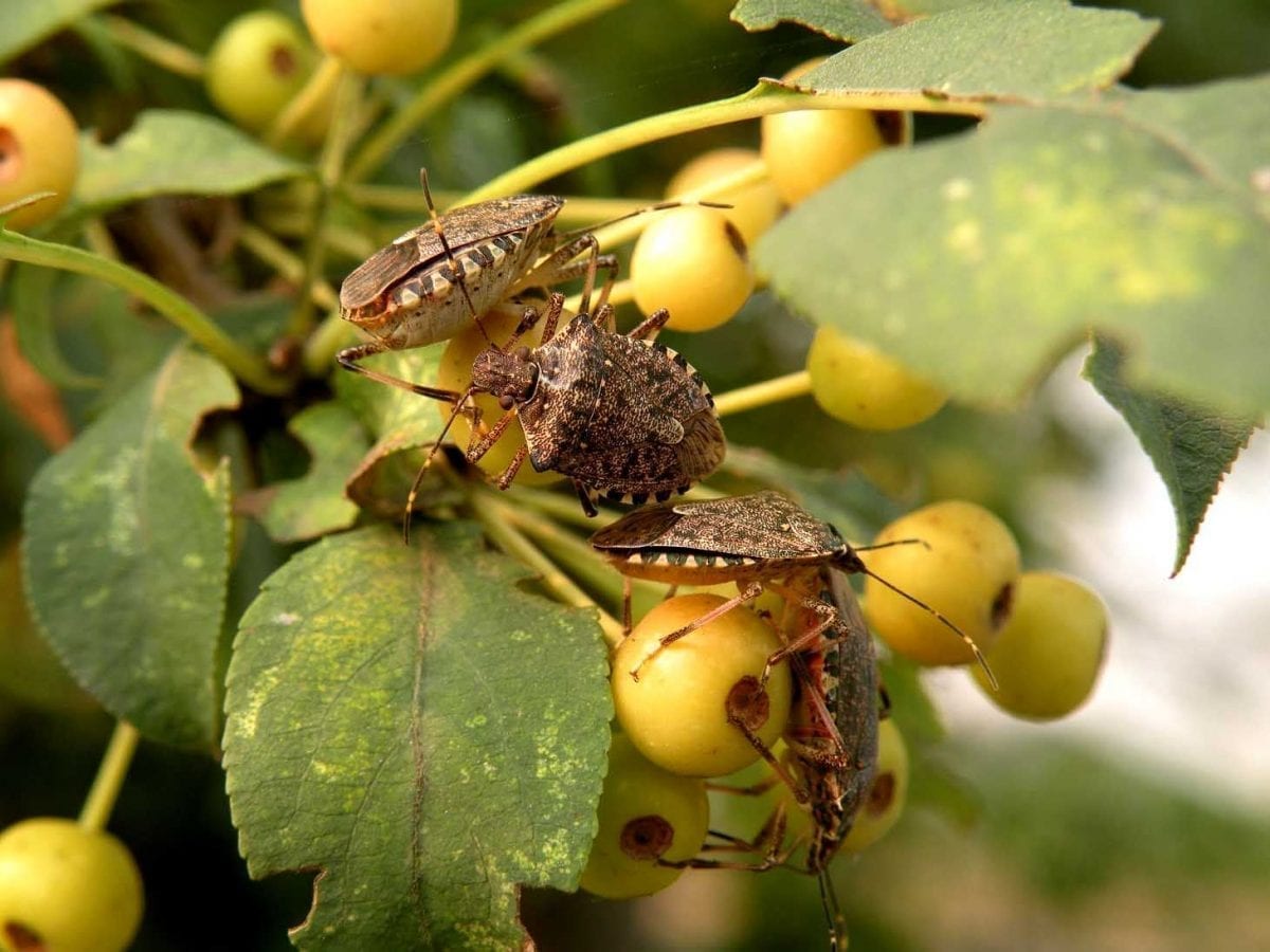 Brown Marmorated Stink Bug