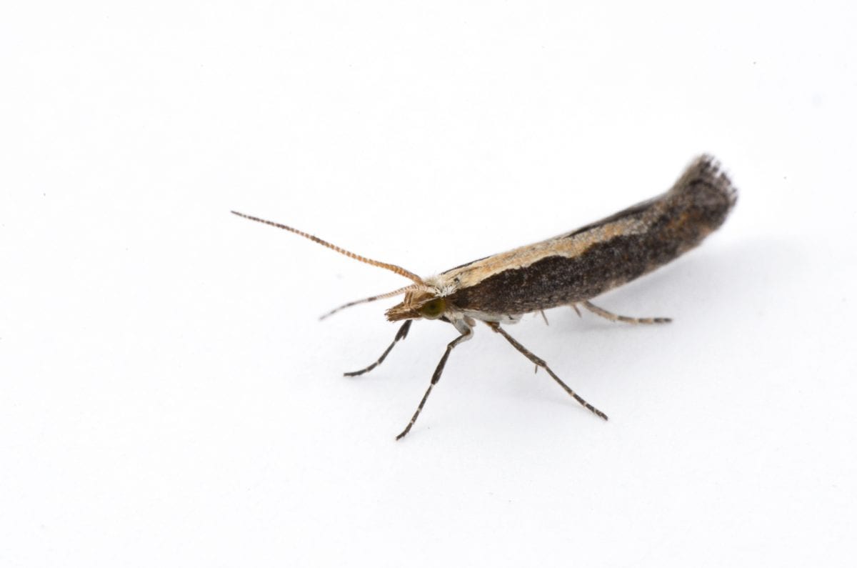 Diamondback Moth - Prevention and Control