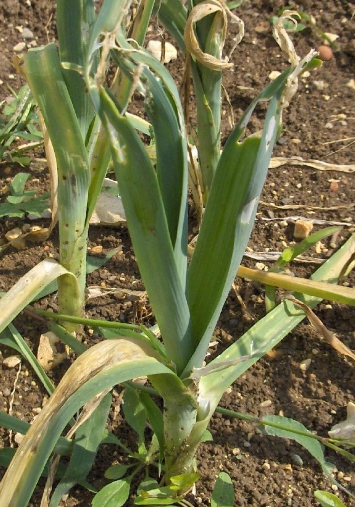 Protecting leeks and onions from pests
