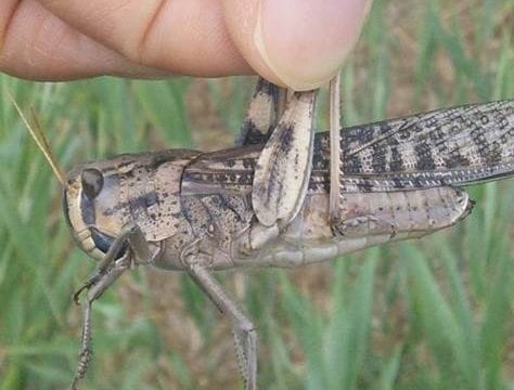 Locust - project target species