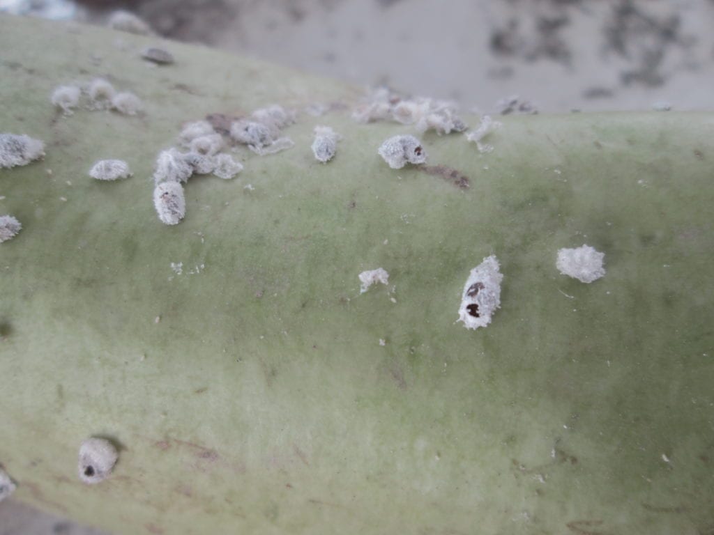 Parasitized mealybug by Aenasius bambawalei