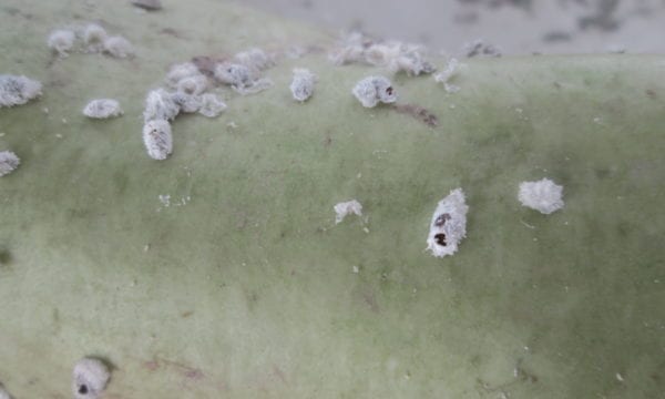 Parasitized mealybug by Aenasius bambawalei