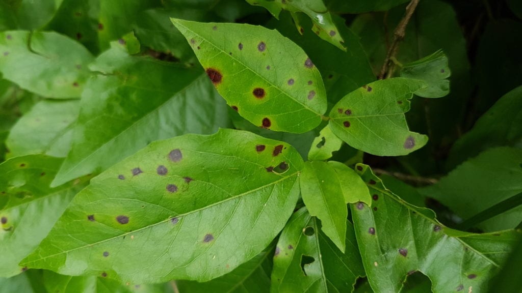 Fungal Spots on Cat's Claw