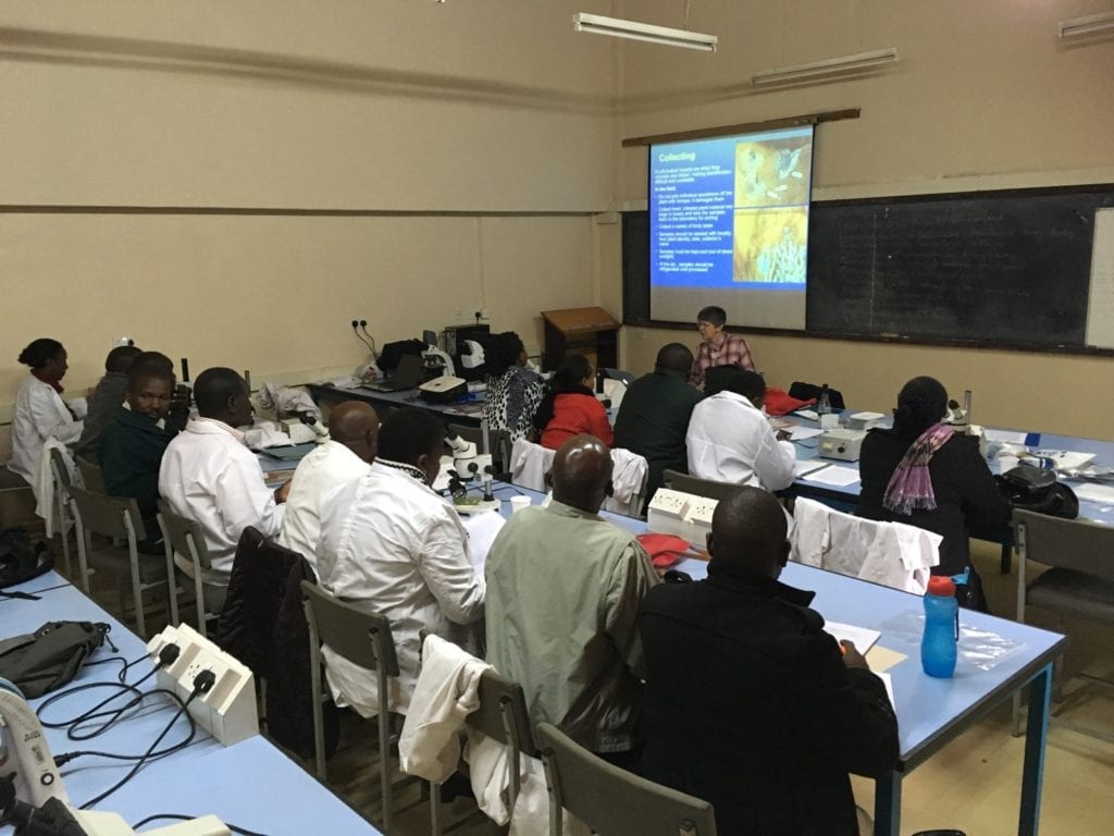 Training session with taxonomists on scale insect collection