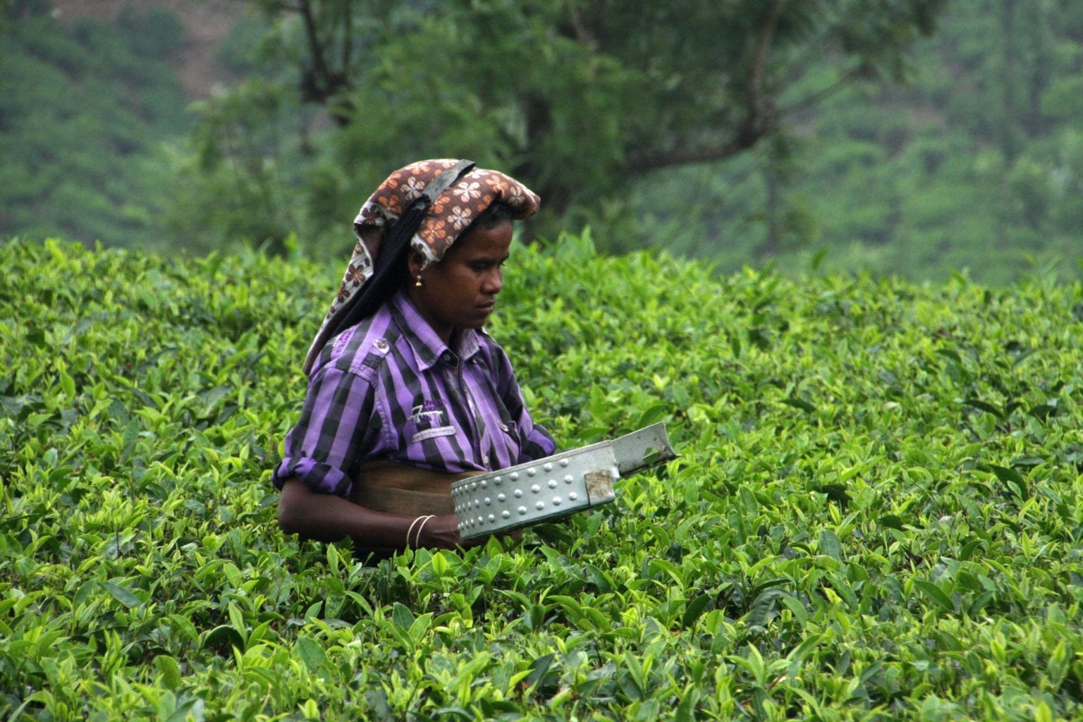 Promoting sustainable tea production in India