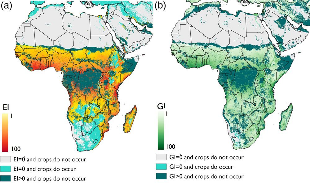 Modelled climate suitability of Africa for papaya mealybug