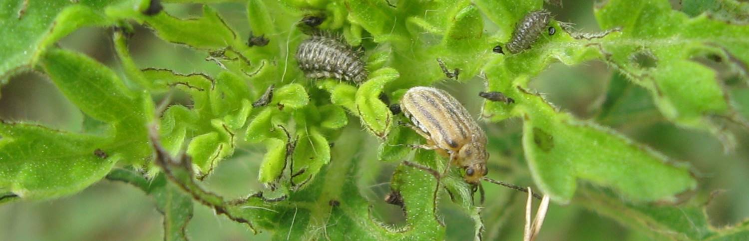 Leaf beetle