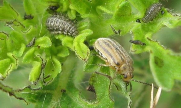 ragweed-and-beetle
