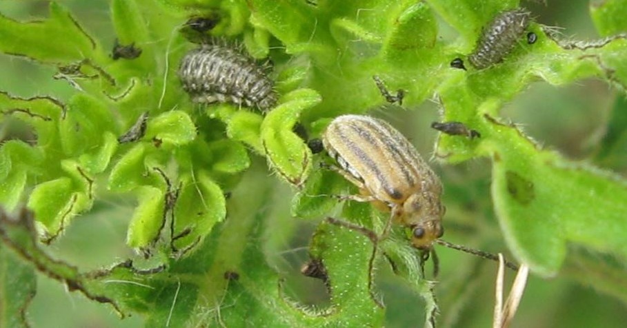 ragweed-and-beetle