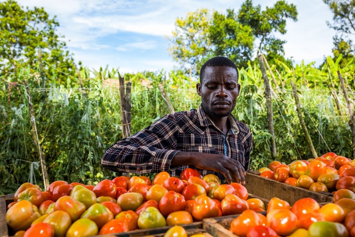 A farmer harvesting tomatoes