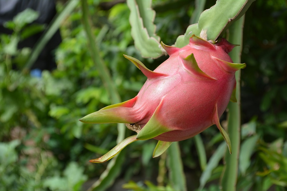 ripe-dragon-fruit-1544875_1280
