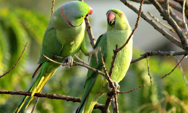 ose-ringed-parakeet-gc01e272b1_1280