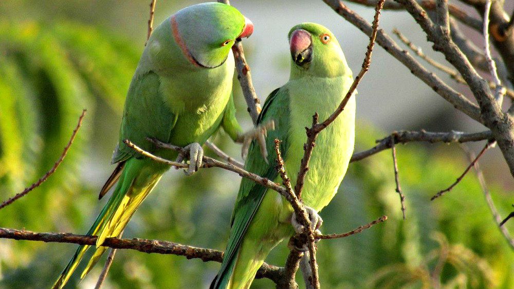 ose-ringed-parakeet-gc01e272b1_1280