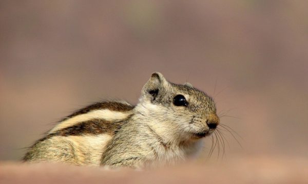 siberian-chipmunk-1306734_1280