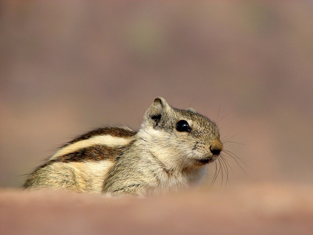 siberian-chipmunk-1306734_1280
