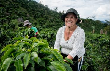 Woman harvesting coffee