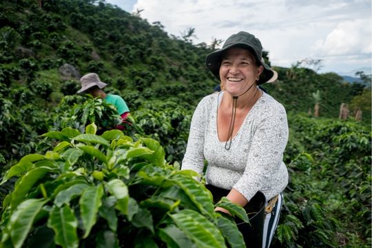 skillframework 540x360 coffee harvest