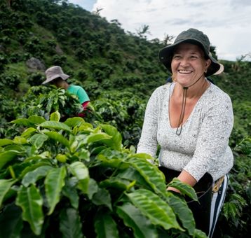 coffee harvest