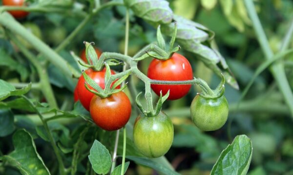 tomatoes-2669861_1280