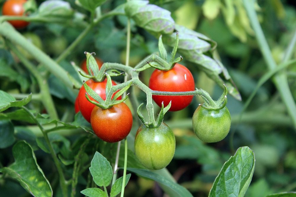 tomatoes-2669861_1280