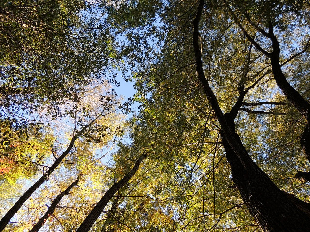 Forestry