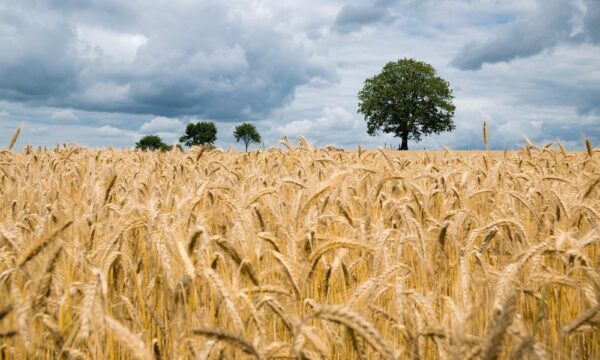 wheat-2549245_1280