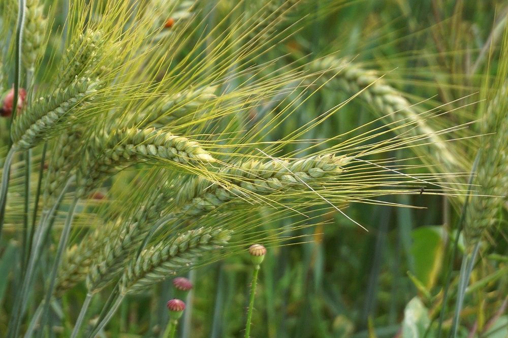 wheat-9704240_1280