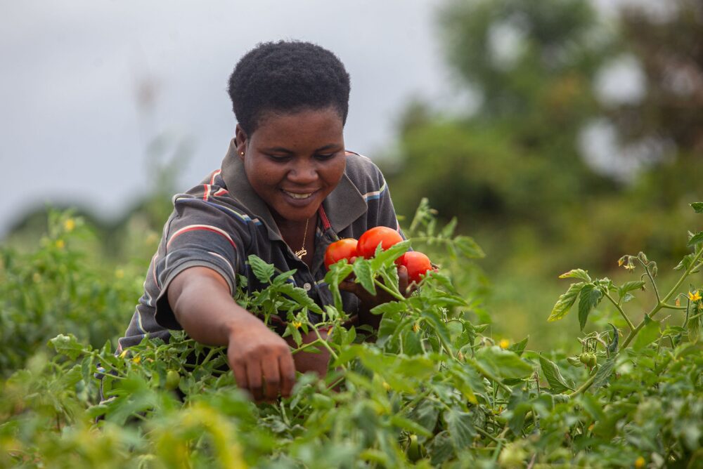 women farmer Ghana CABI featured (1)